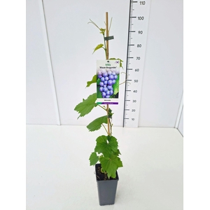 Vitis overig wit
