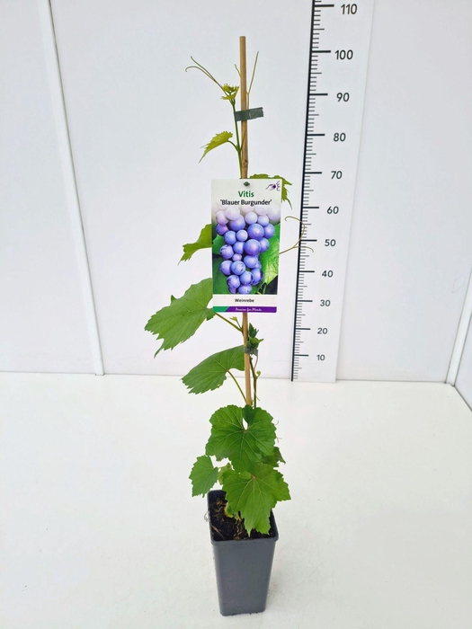 <h4>Vitis overig wit</h4>