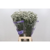 Limonium White Diamond