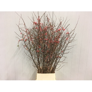 Chaenomeles Japonica Rood