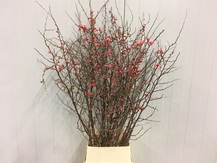 <h4>Chaenomeles Japonica Rood</h4>