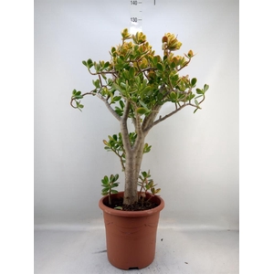 Crassula ovata 'Sunset'