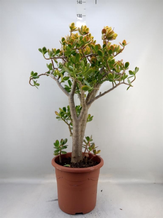 <h4>Crassula ovata 'Sunset'</h4>