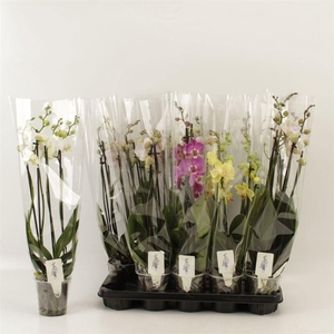 PHAL GEM 6 KL