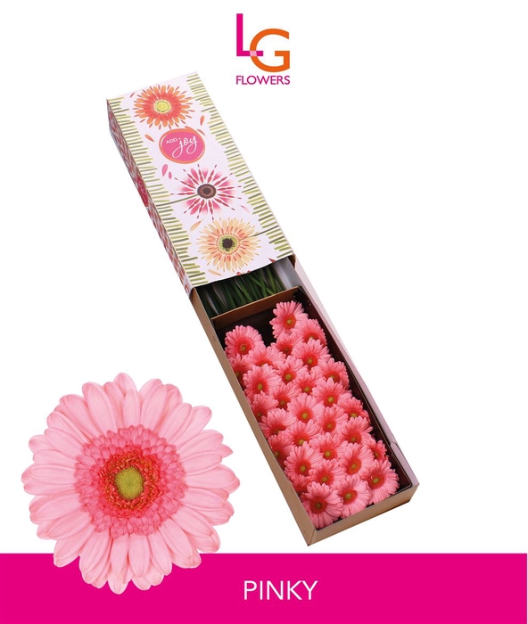 <h4>Germini Pinky Doos</h4>