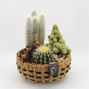 CTCR-2529 Cactus Essentials