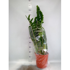 Zamioculcas zamiifolia