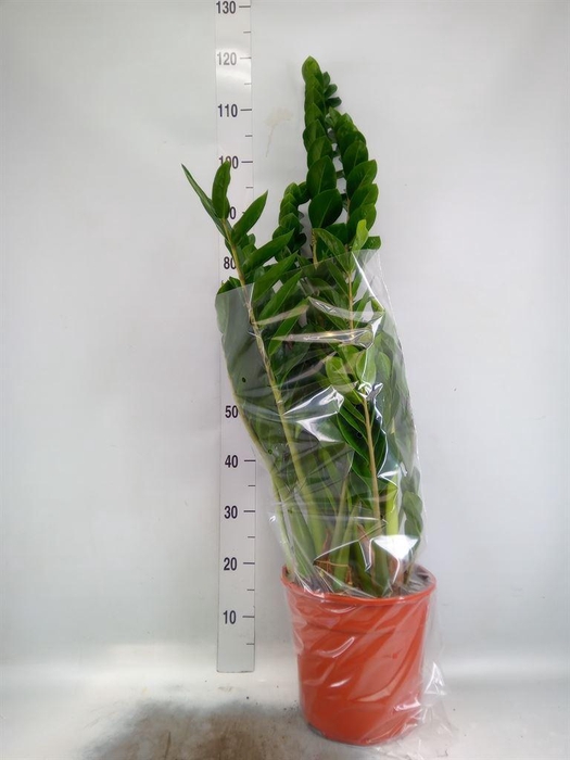 <h4>Zamioculcas zamiifolia</h4>