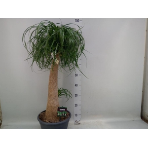 Beaucarnea recurvata