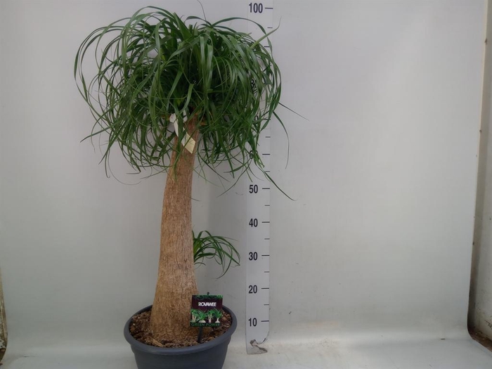 <h4>Beaucarnea recurvata</h4>