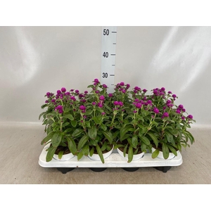 Gomphrena glob.