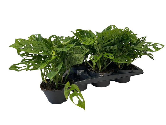 <h4>MONSTERA ADANSONII</h4>