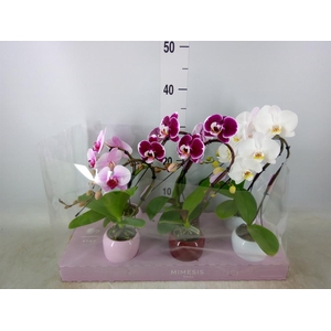 Phalaenopsis   ...