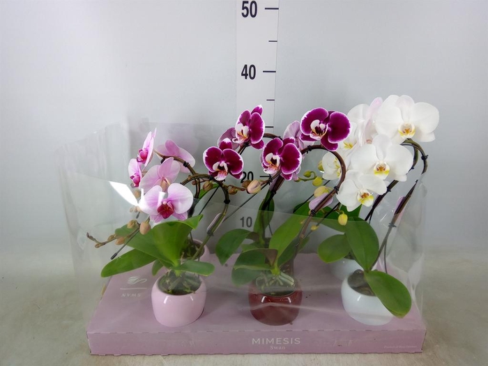 <h4>Phalaenopsis   ...</h4>