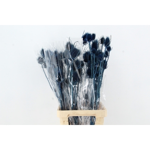 DF Dipsacus Dark Blue Bs 130g
