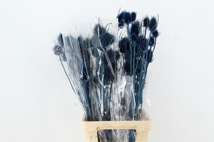 <h4>DF Dipsacus Dark Blue Bs 130g</h4>