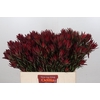 Leucadendron Blush Spray