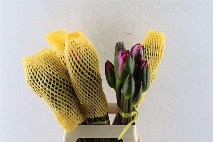 <h4>Water Lellie Xl</h4>