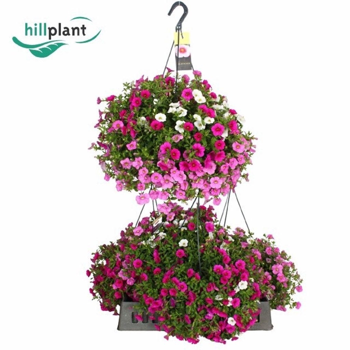 <h4>.Hanging baskets calibrachoa mix masters pink</h4>