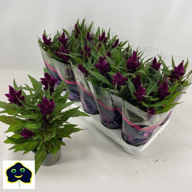 <h4>CEL INTENZ DARK PURP</h4>