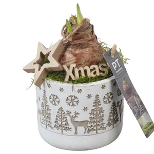 PTACH5843 Arrangementen Kerst