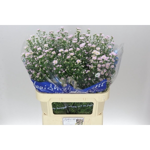 Aster Claudia