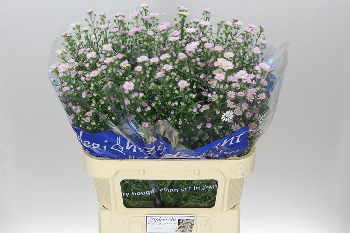 <h4>Aster Claudia</h4>