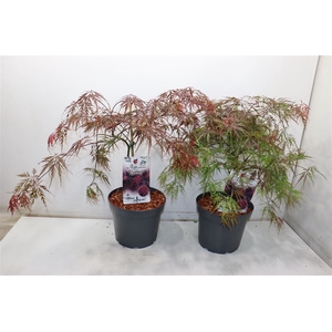 Acer Pa Garnet