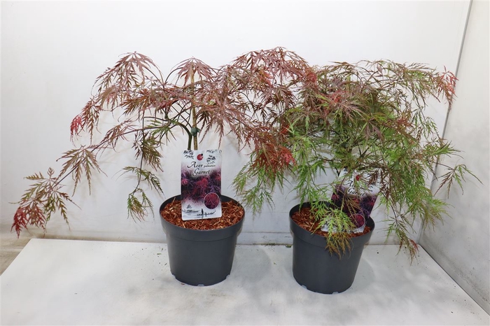 <h4>Acer Pa Garnet</h4>