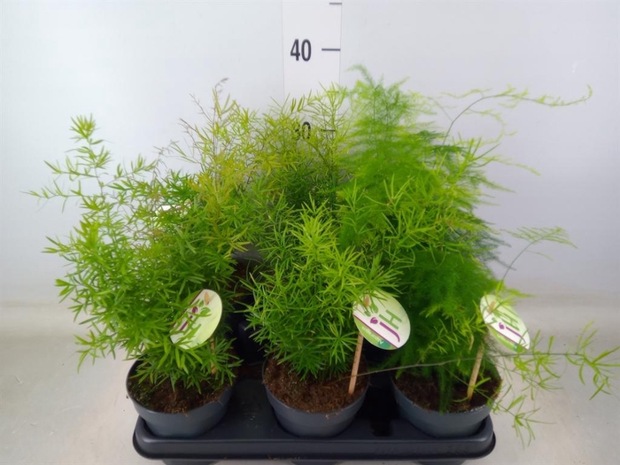 <h4>Asparagus   ...mix</h4>