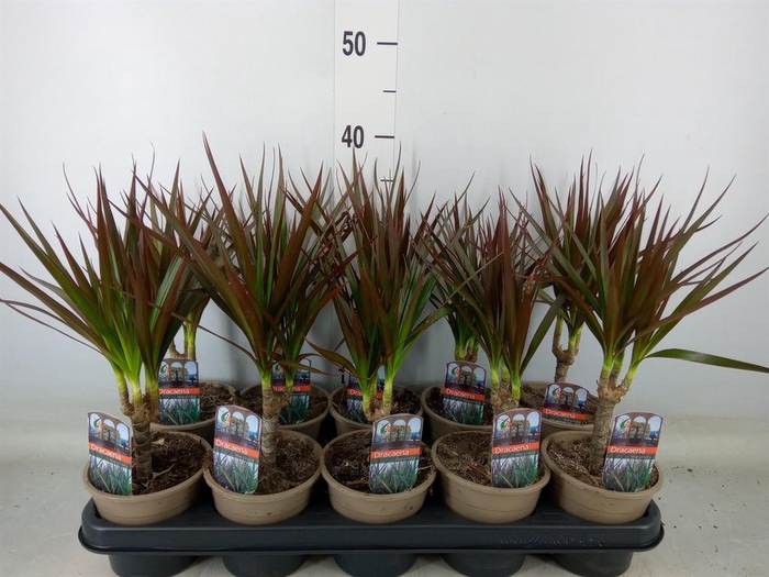 <h4>Dracaena marg. 'Magenta'</h4>