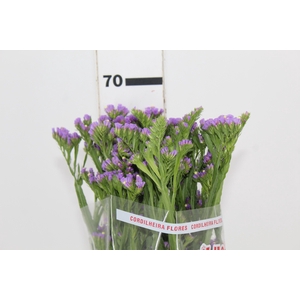 LIMONIUM DEEP LAVANDER 070 CM LILAS