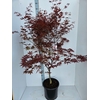 Acer palmatum Red Emperor