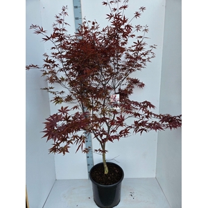 Acer palmatum Red Emperor