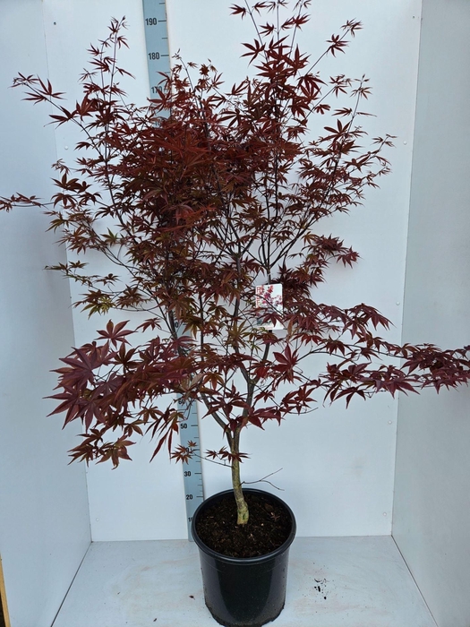 Acer palmatum Red Emperor