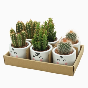 Cactus Gemengd Keramiek Family Kids