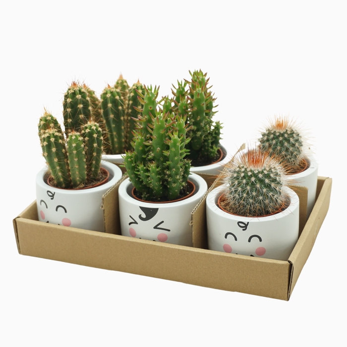 <h4>Cactus Gemengd Keramiek Family Kids</h4>