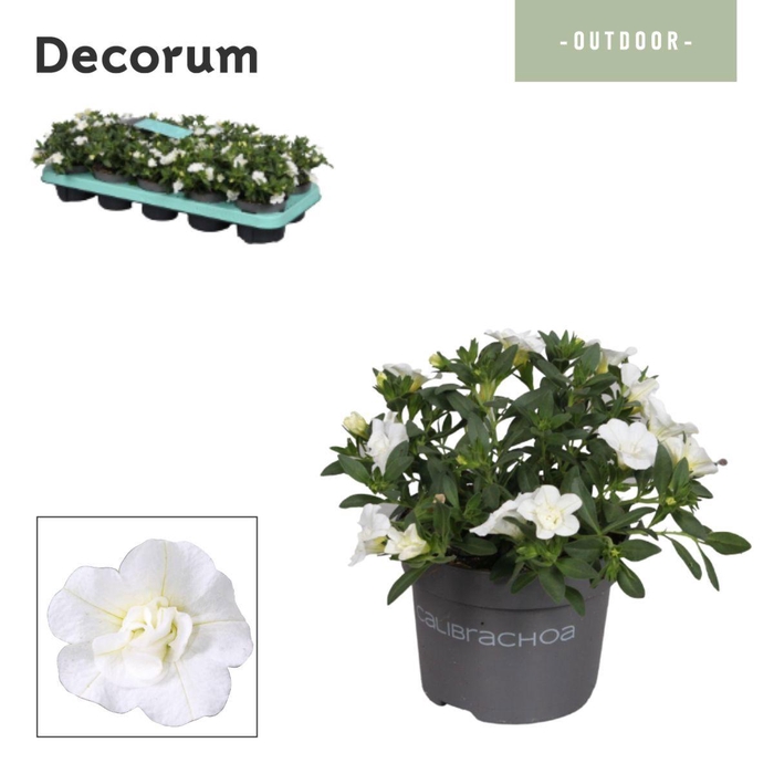 <h4>Calibrachoa - 10,5 cm - Double White - Decorum</h4>