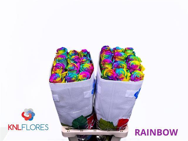 <h4>R GR OV KLB H% RAINBOW</h4>