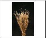 <h4>DF Munni Grass 70cm 100g Nat.</h4>