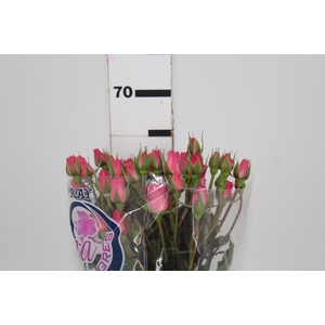 ROSA SPRAY EVA 060 CM
