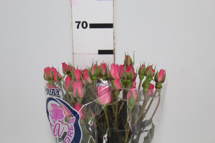 <h4>ROSA SPRAY EVA 060 CM</h4>