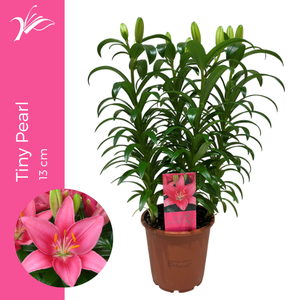 Lilium Tiny Pearl 13 cm (az. lelie)