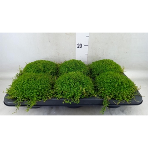 Soleirolia soleirolii   ...green