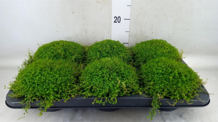 <h4>Soleirolia soleirolii ...green</h4>