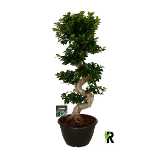Ficus microcarpa 'Ginseng'