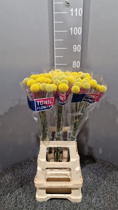 <h4>Cras Paintball Pop</h4>