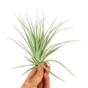 Tillandsia Gardneri