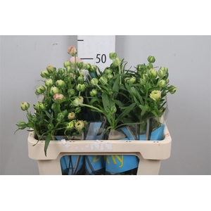 Ran Butterfly Ariadne