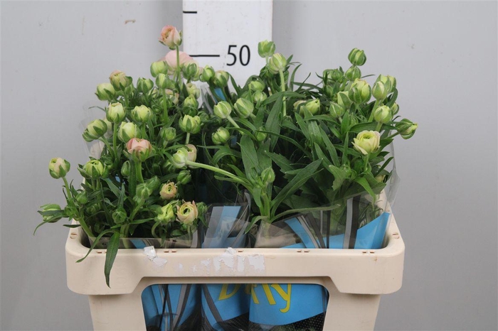 <h4>Ran Butterfly Ariadne</h4>